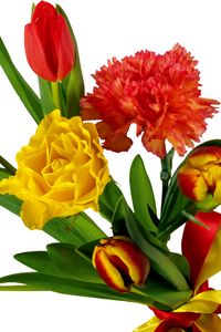 Preview wallpaper tulips, carnations, ribbon, bouquet, bow