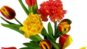 Preview wallpaper tulips, carnations, ribbon, bouquet, bow