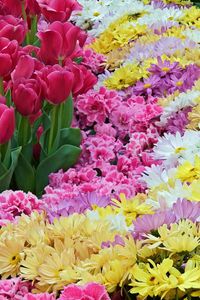 Preview wallpaper tulips, chrysanthemums, carnations, flowers, carpet