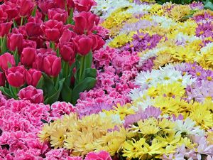 Preview wallpaper tulips, chrysanthemums, carnations, flowers, carpet