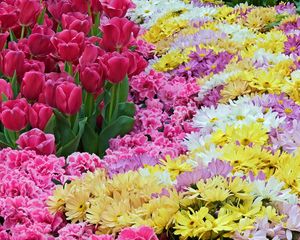 Preview wallpaper tulips, chrysanthemums, carnations, flowers, carpet