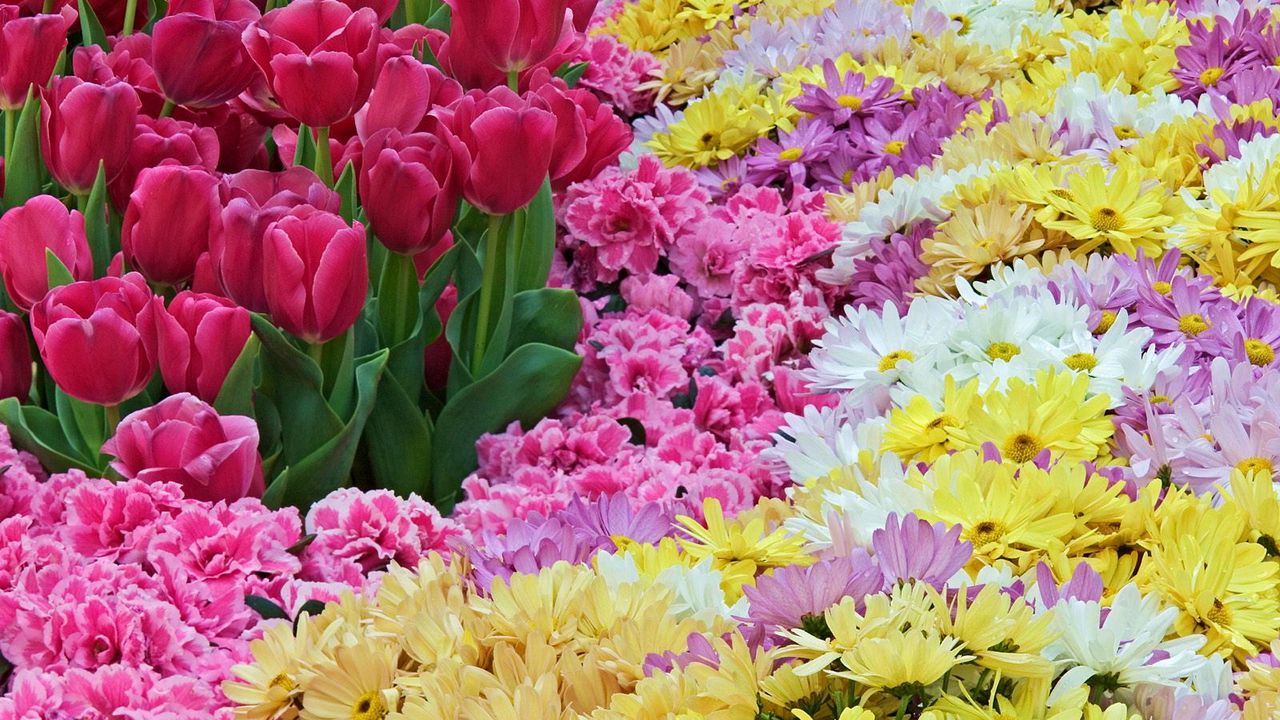 Wallpaper tulips, chrysanthemums, carnations, flowers, carpet hd