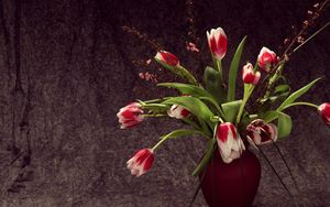 Preview wallpaper tulips, colorful, flowers, vase, flower, song