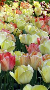 Preview wallpaper tulips, colorful, loose, close-up, spring