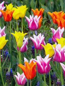 Preview wallpaper tulips, crown, muscari, flowers, flowerbed, beauty