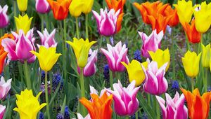 Preview wallpaper tulips, crown, muscari, flowers, flowerbed, beauty