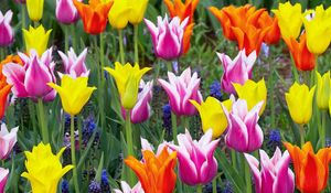 Preview wallpaper tulips, crown, muscari, flowers, flowerbed, beauty