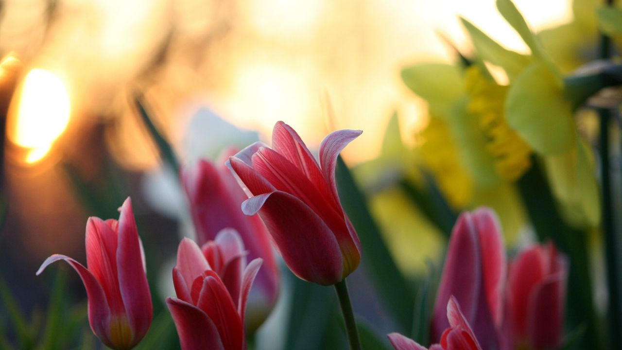 Wallpaper tulips, daffodils, flower, close-up, green, highlight