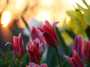 Preview wallpaper tulips, daffodils, flower, close-up, green, highlight