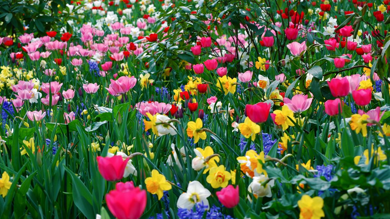 Wallpaper tulips, daffodils, flowers, meadow, beauty, spring