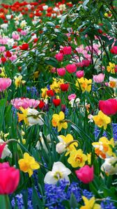 Preview wallpaper tulips, daffodils, flowers, meadow, beauty, spring