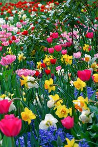 Preview wallpaper tulips, daffodils, flowers, meadow, beauty, spring