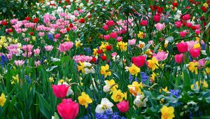 Preview wallpaper tulips, daffodils, flowers, meadow, beauty, spring