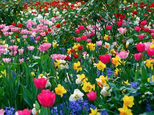 Preview wallpaper tulips, daffodils, flowers, meadow, beauty, spring