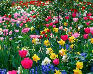 Preview wallpaper tulips, daffodils, flowers, meadow, beauty, spring