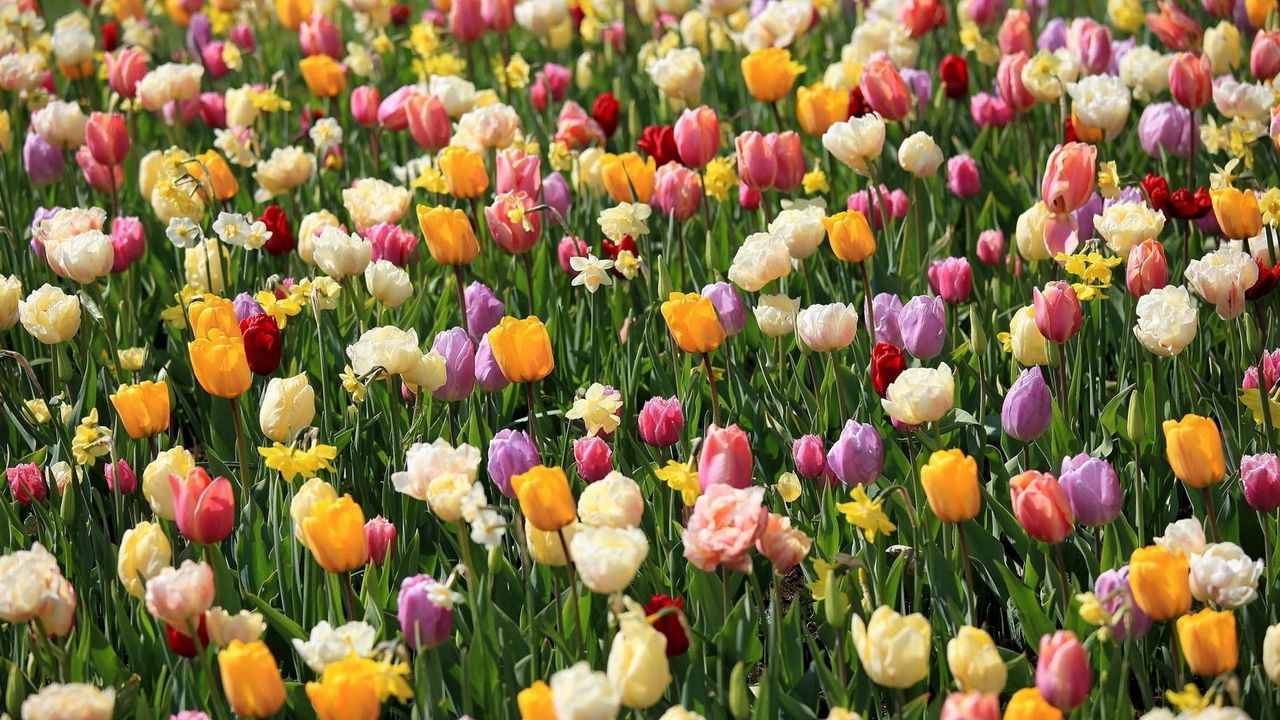 Wallpaper tulips, daffodils, flowers, flowerbed, spring, mood