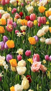 Preview wallpaper tulips, daffodils, flowers, flowerbed, spring, mood