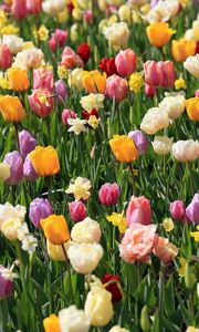 Preview wallpaper tulips, daffodils, flowers, flowerbed, spring, mood