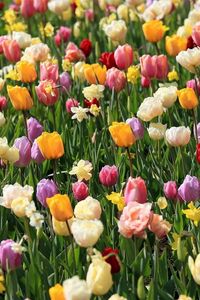 Preview wallpaper tulips, daffodils, flowers, flowerbed, spring, mood