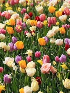 Preview wallpaper tulips, daffodils, flowers, flowerbed, spring, mood