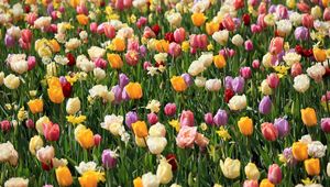 Preview wallpaper tulips, daffodils, flowers, flowerbed, spring, mood