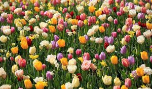 Preview wallpaper tulips, daffodils, flowers, flowerbed, spring, mood