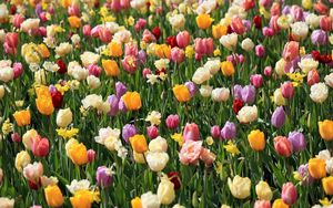 Preview wallpaper tulips, daffodils, flowers, flowerbed, spring, mood