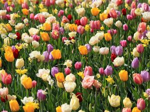 Preview wallpaper tulips, daffodils, flowers, flowerbed, spring, mood