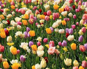 Preview wallpaper tulips, daffodils, flowers, flowerbed, spring, mood