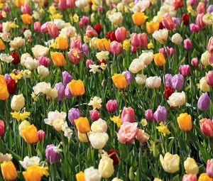 Preview wallpaper tulips, daffodils, flowers, flowerbed, spring, mood