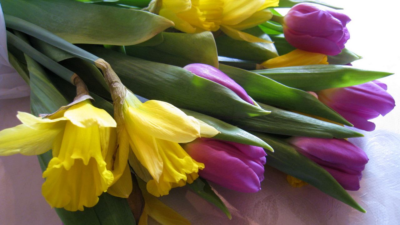 Wallpaper tulips, daffodils, flowers, bouquet, tablecloth hd, picture