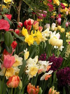 Preview wallpaper tulips, daffodils, hyacinths, herbs, flowerbed, spring