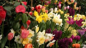 Preview wallpaper tulips, daffodils, hyacinths, herbs, flowerbed, spring