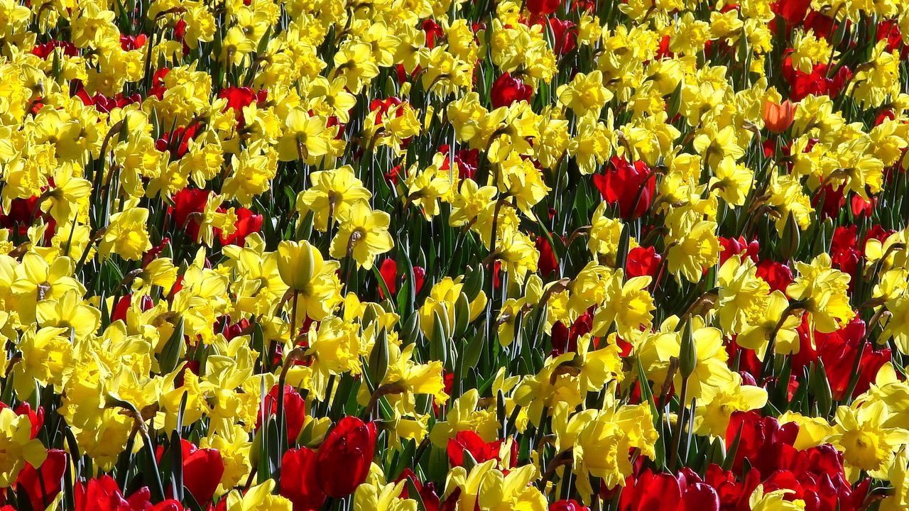 Wallpaper tulips, daffodils, sunny, bright, positive