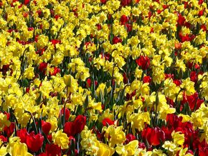 Preview wallpaper tulips, daffodils, sunny, bright, positive