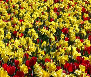 Preview wallpaper tulips, daffodils, sunny, bright, positive
