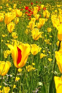 Preview wallpaper tulips, daisies, dandelions, flowers, meadow, grass, nature