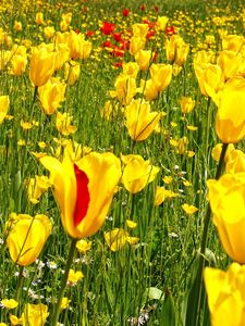 Preview wallpaper tulips, daisies, dandelions, flowers, meadow, grass, nature