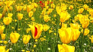 Preview wallpaper tulips, daisies, dandelions, flowers, meadow, grass, nature