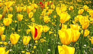 Preview wallpaper tulips, daisies, dandelions, flowers, meadow, grass, nature