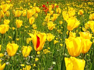 Preview wallpaper tulips, daisies, dandelions, flowers, meadow, grass, nature