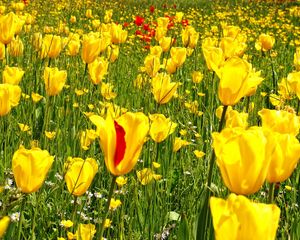 Preview wallpaper tulips, daisies, dandelions, flowers, meadow, grass, nature