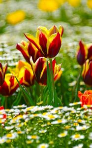 Preview wallpaper tulips, daisies, flowerbed, blur, sunny