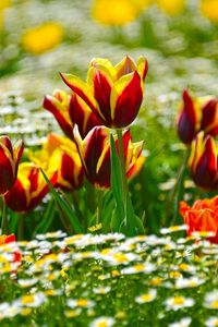 Preview wallpaper tulips, daisies, flowerbed, blur, sunny