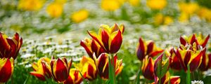 Preview wallpaper tulips, daisies, flowerbed, blur, sunny