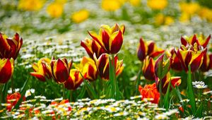 Preview wallpaper tulips, daisies, flowerbed, blur, sunny