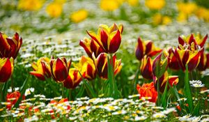 Preview wallpaper tulips, daisies, flowerbed, blur, sunny