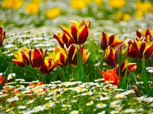 Preview wallpaper tulips, daisies, flowerbed, blur, sunny