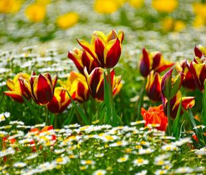 Preview wallpaper tulips, daisies, flowerbed, blur, sunny