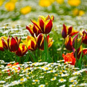 Preview wallpaper tulips, daisies, flowerbed, blur, sunny